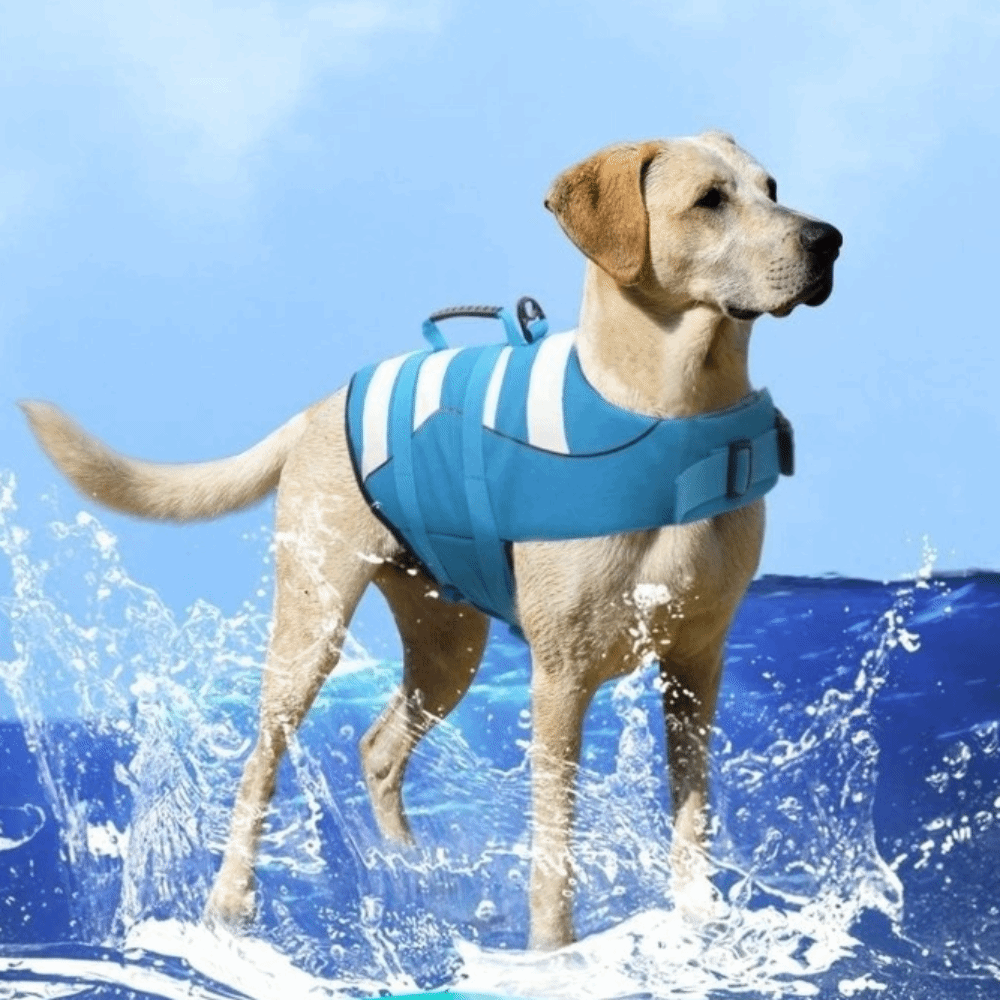 Reflective Dog Life Jacket Sup - Life Jacket Buoyancy incelemesi ve fiyatı
