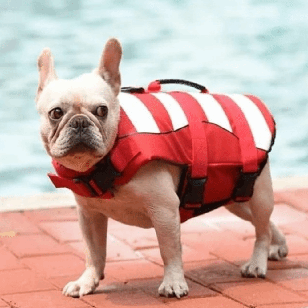 Reflective Dog Life Jacket Sup - Life Jacket Buoyancy incelemesi ve fiyatı
